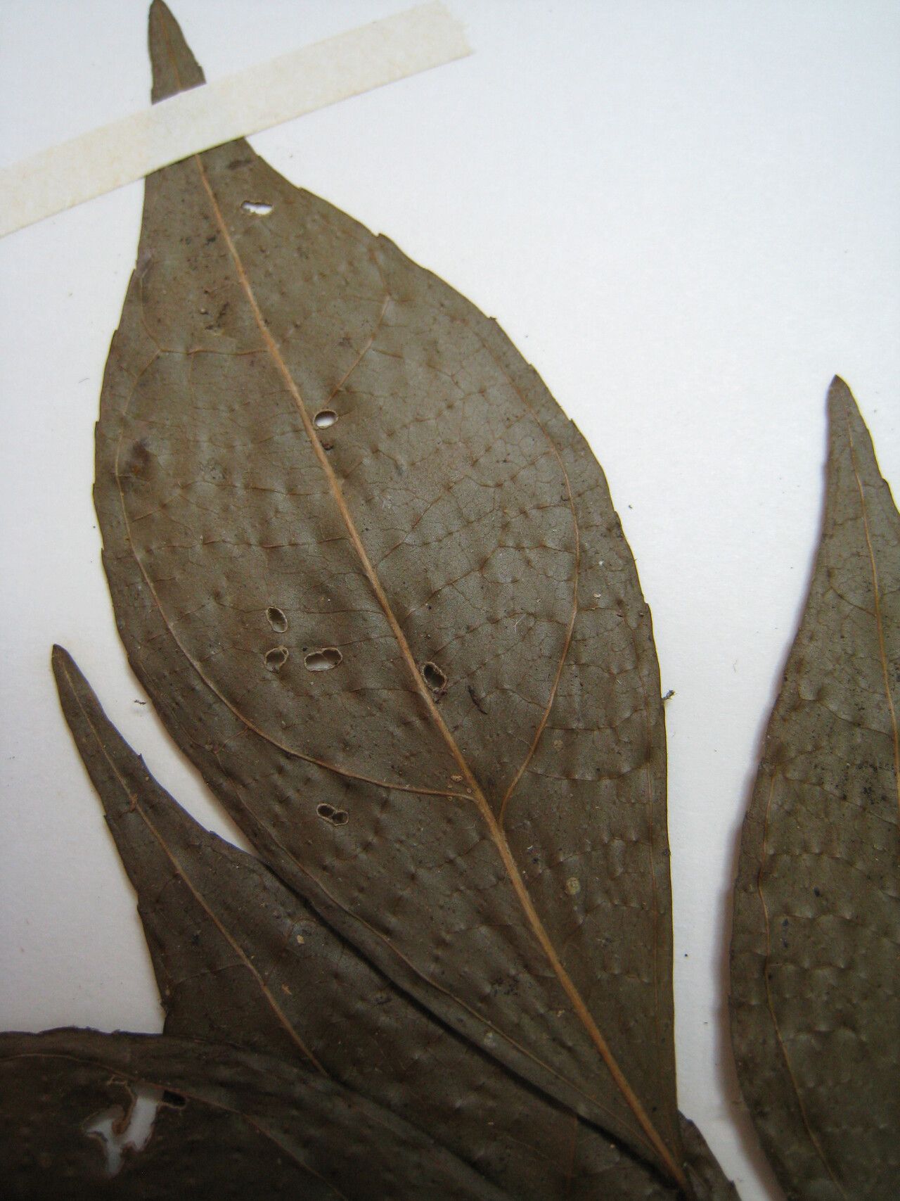 Casearia acuminata other