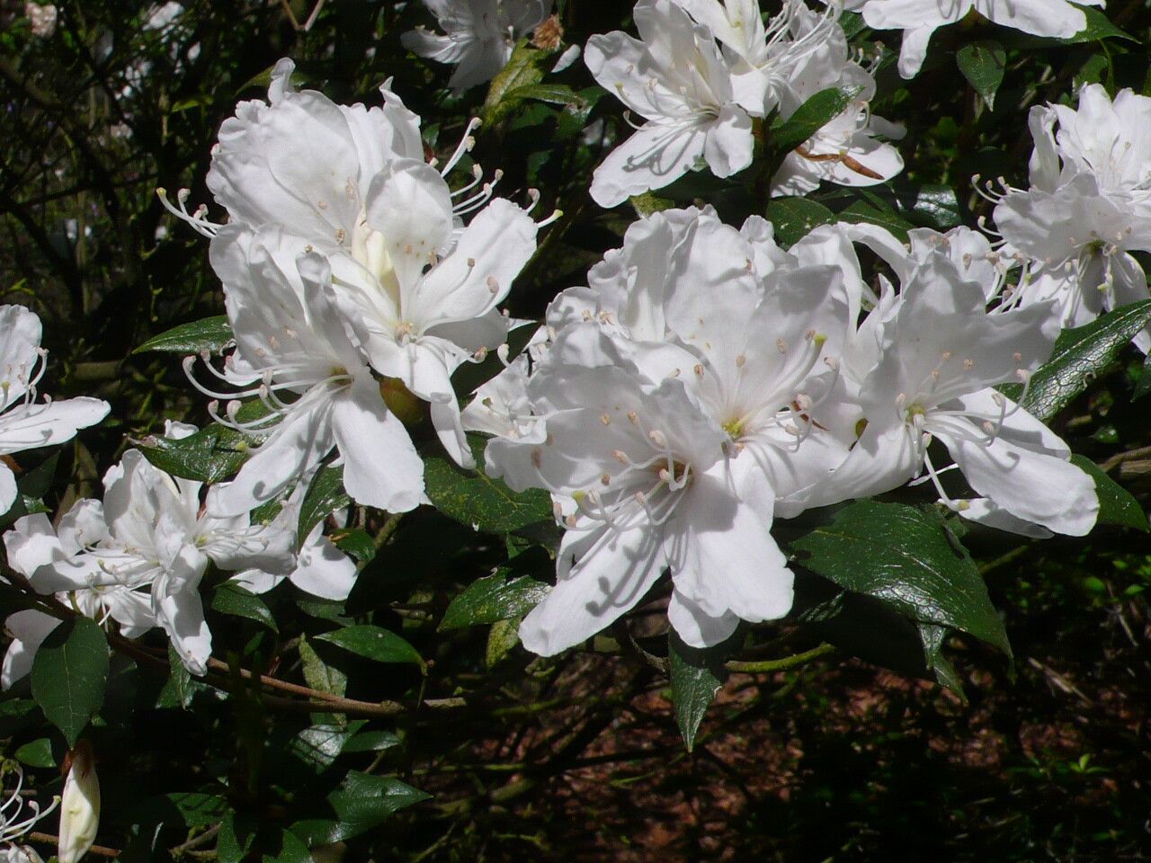 Rhododendron tashiroi flower