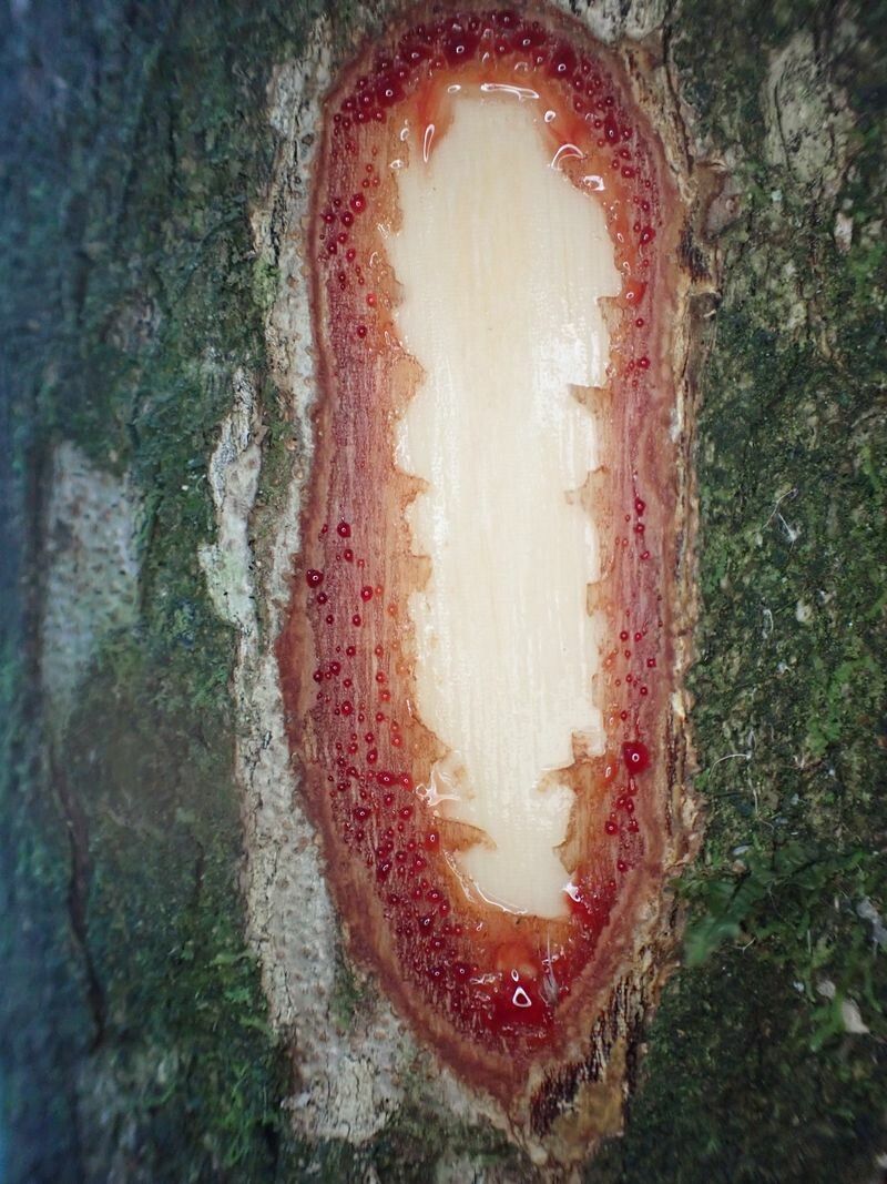 Dialium pachyphyllum — search result for 'Dialium'