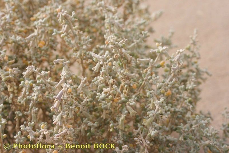 Zygophyllum gaetulum bark