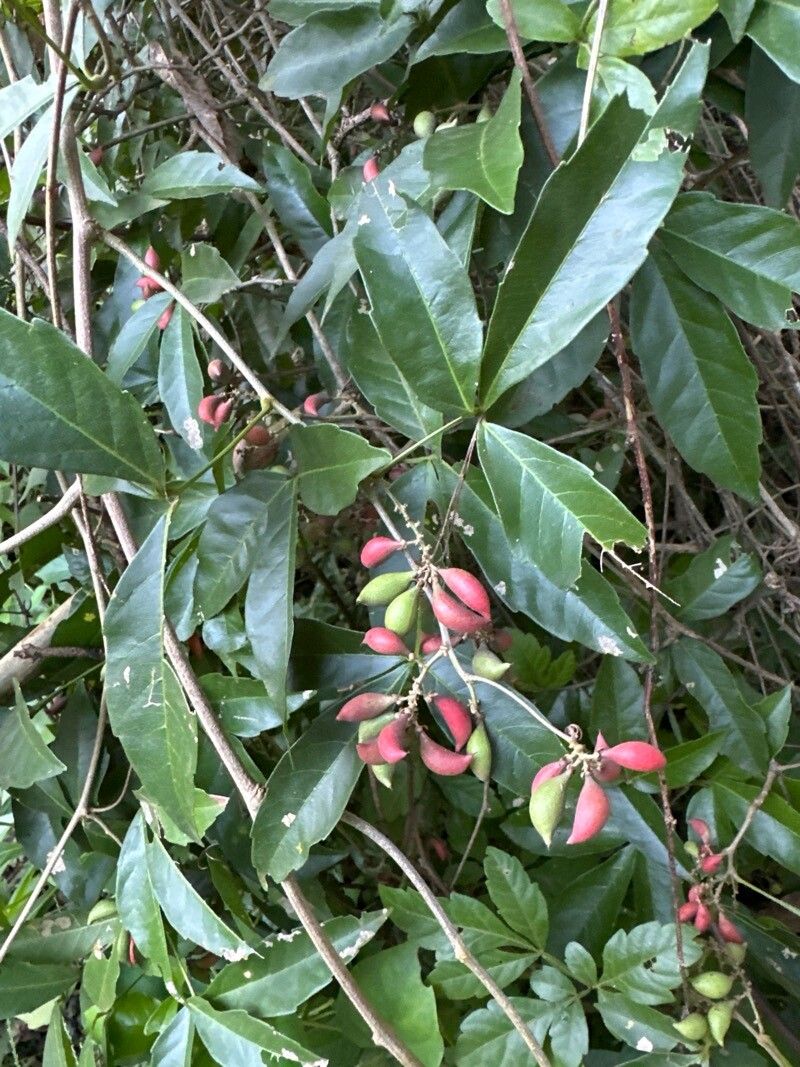 Paullinia cururu fruit
