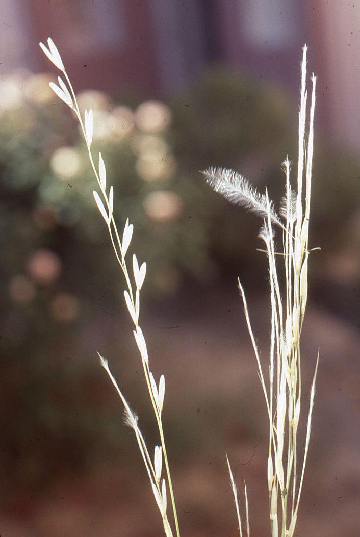 Stipagrostis obtusa other