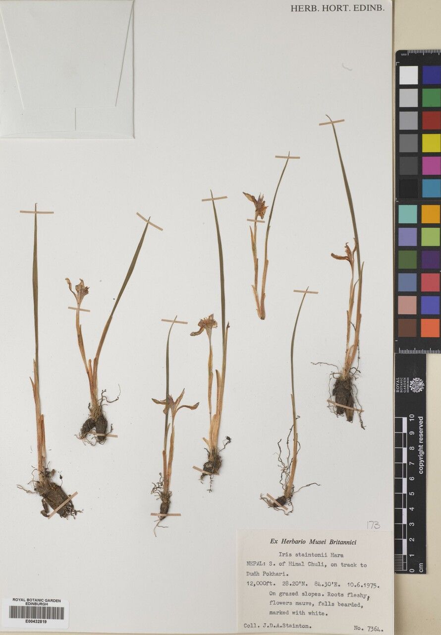 Iris staintonii other