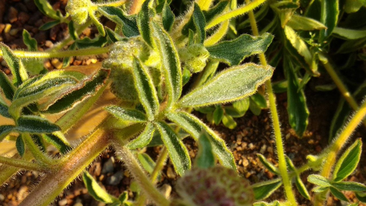 Phacelia californica leaf