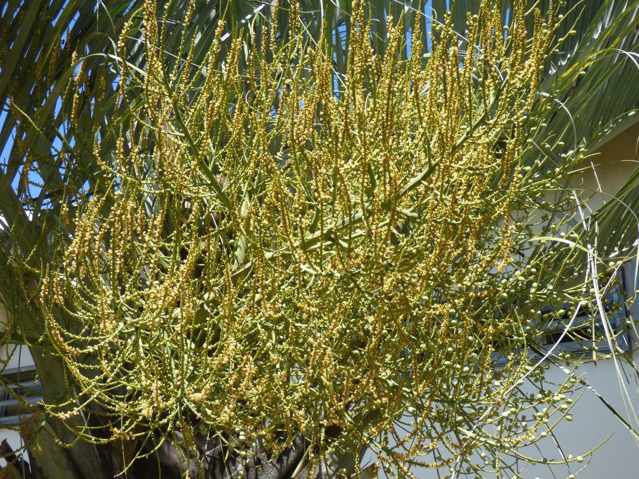Dypsis decaryi flower