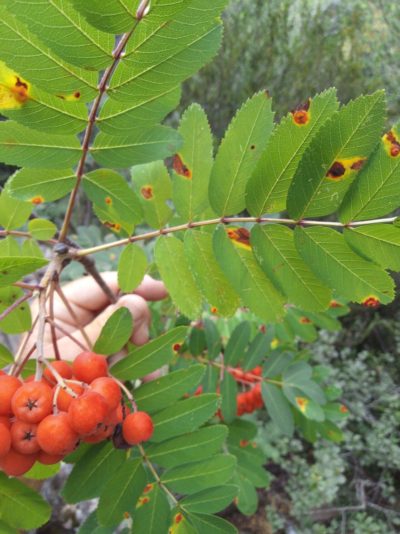 Sorbus decora leaf