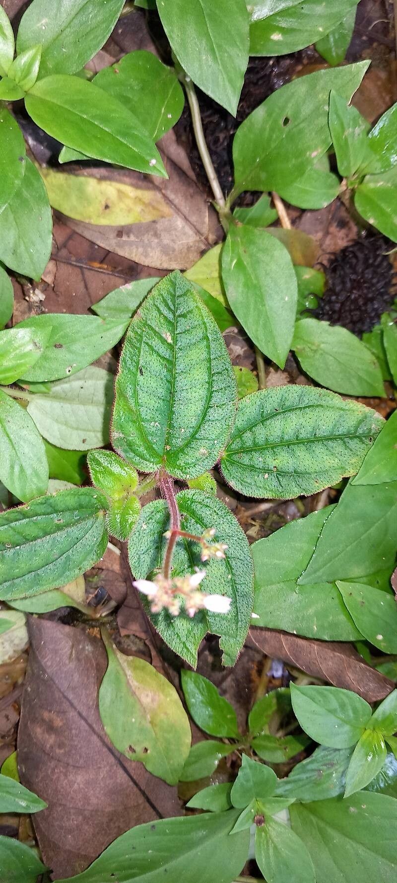 Aciotis ornata — houseplant care guide