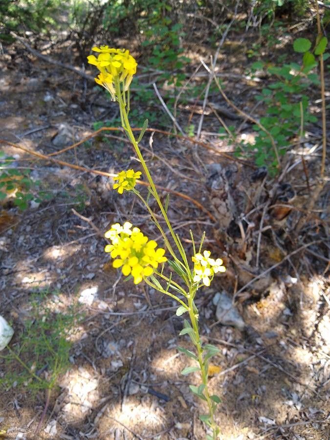 Erysimum cuspidatum — search result for 'Erysimum'