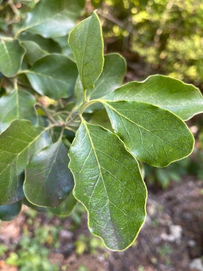 Garrya ovata leaf