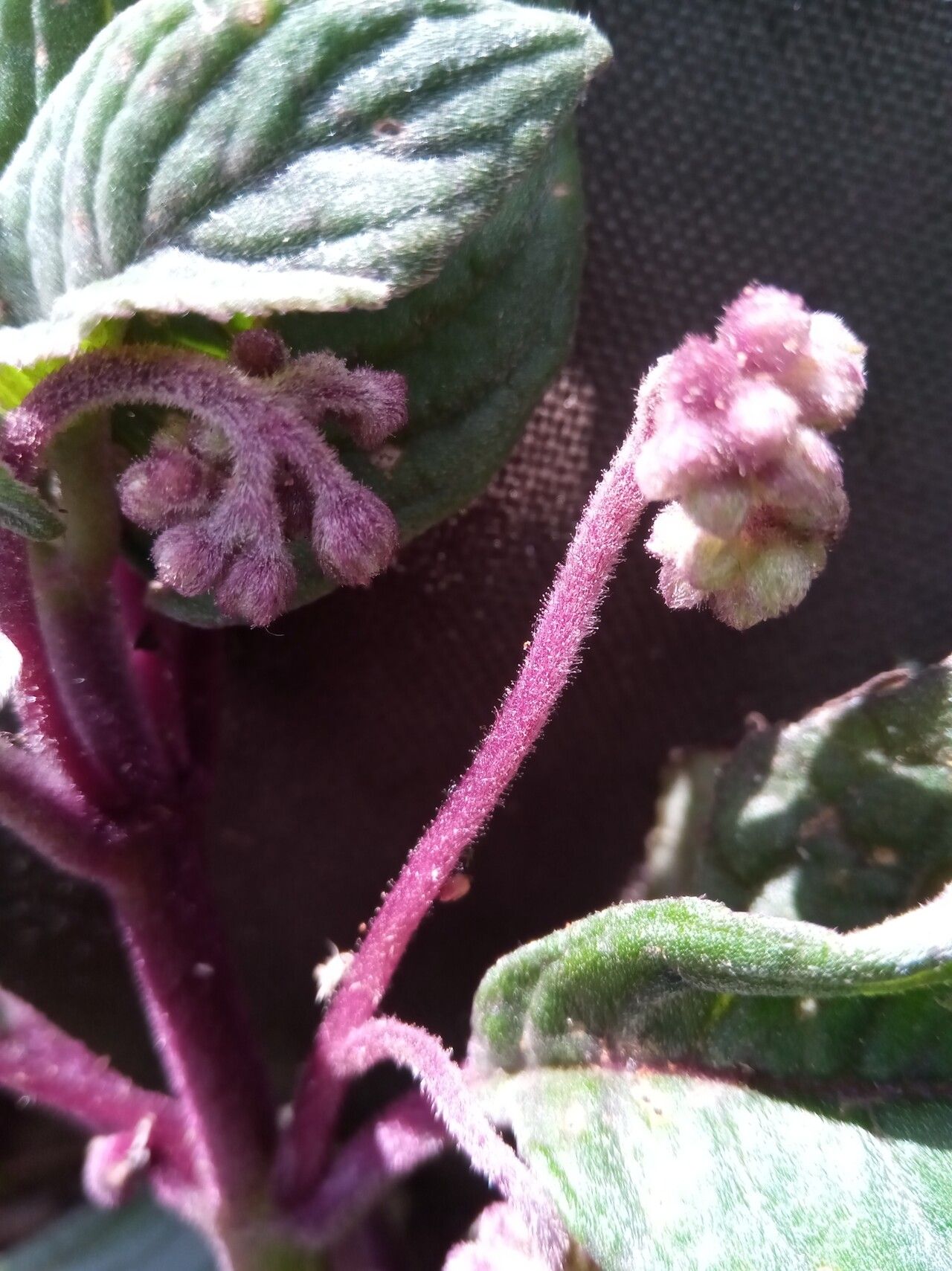Streptocarpus suffruticosus leaf