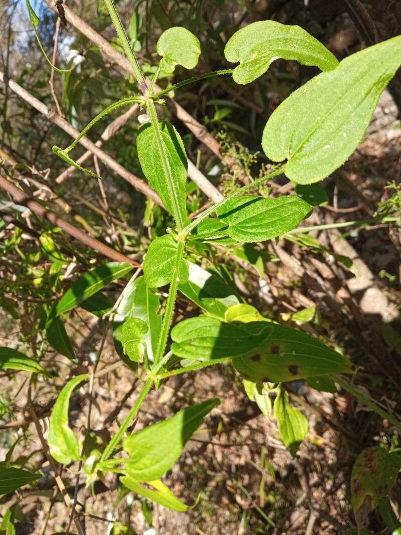 Rubia manjith — houseplant care guide