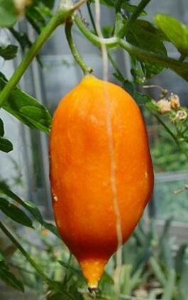 Momordica rostrata fruit
