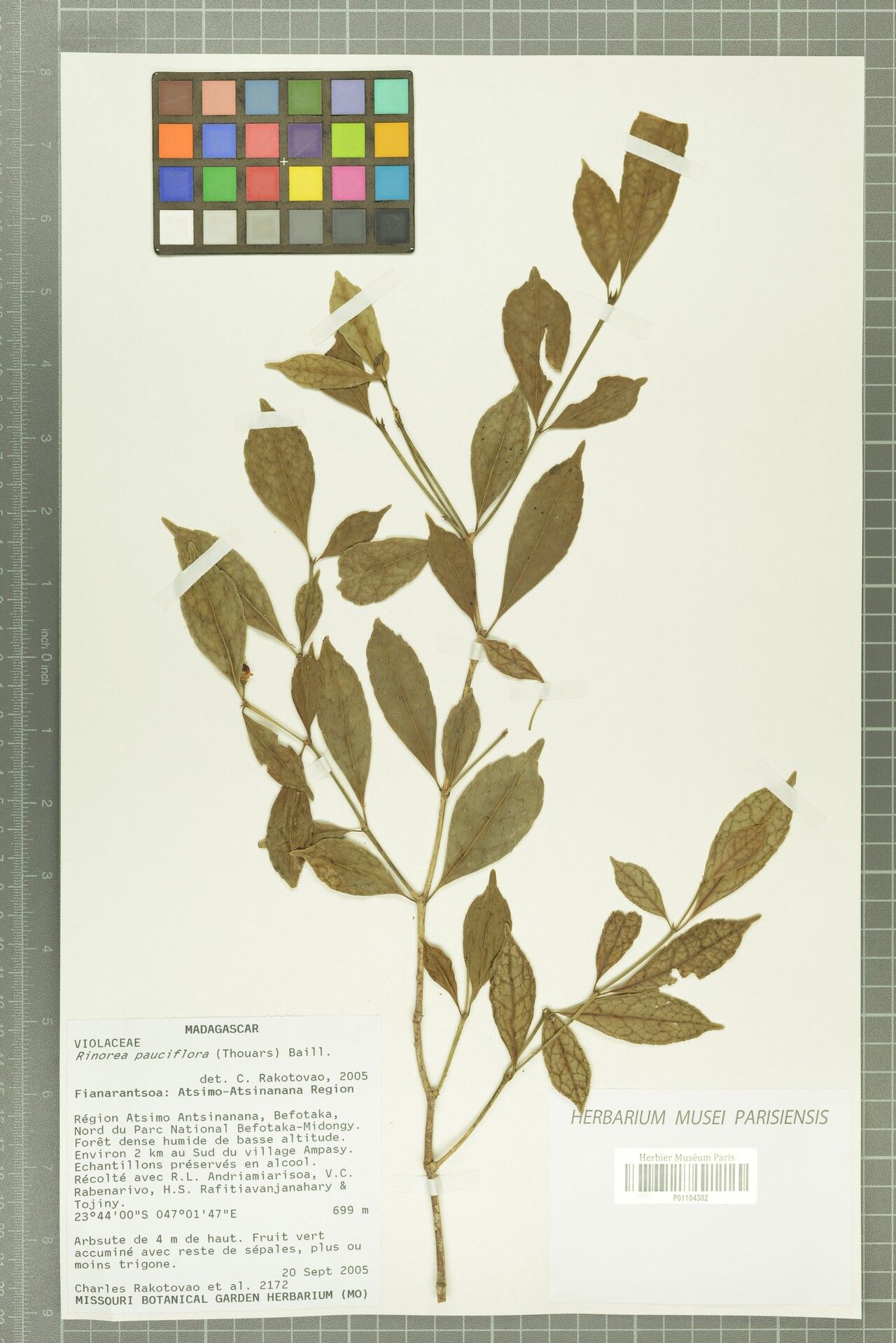 Rinorea cornigera — houseplant care guide