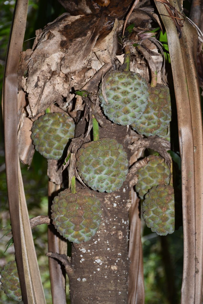 Pandanus iceryi fruit