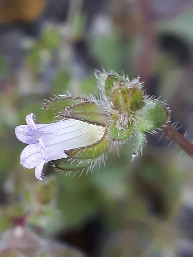 Campanula erinus flower