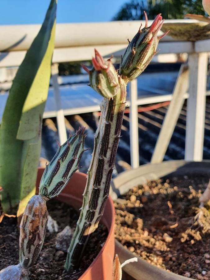 Kleinia stapeliiformis bark