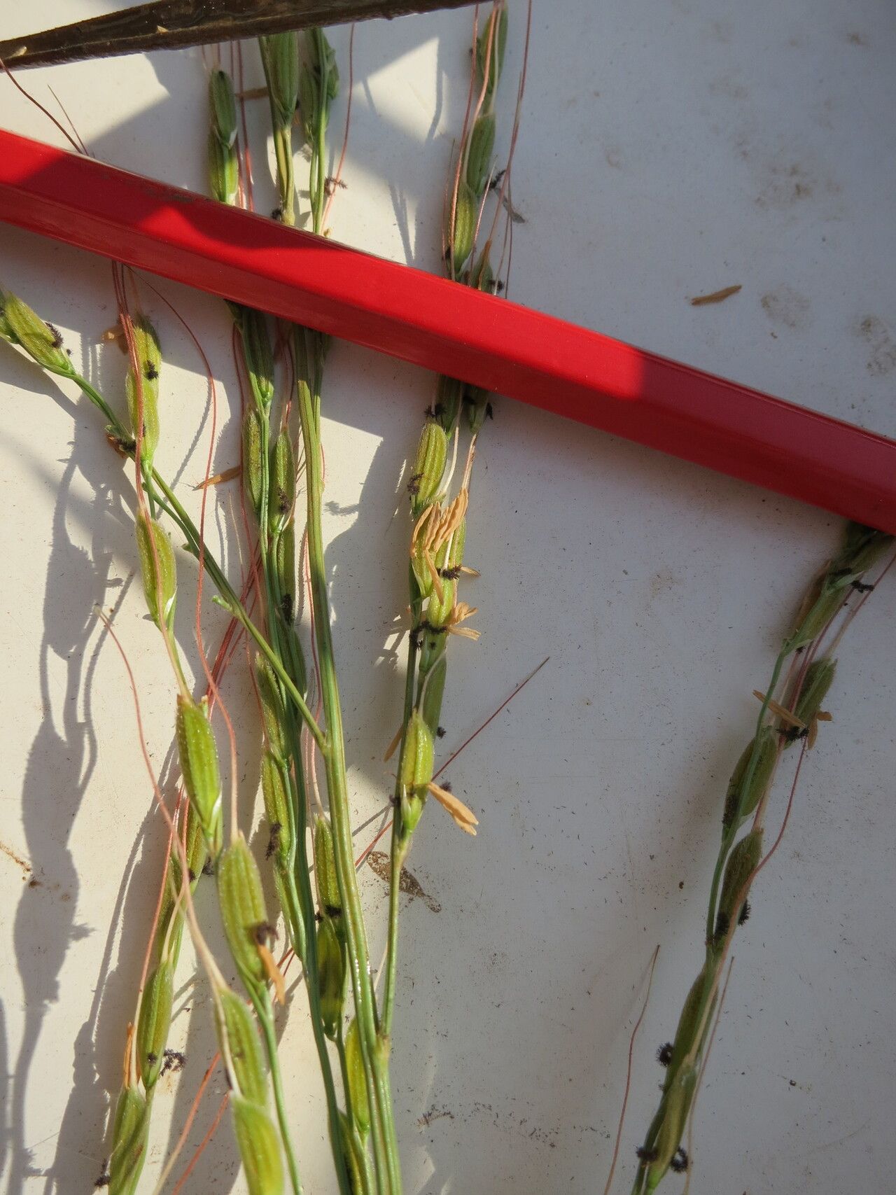 Oryza longistaminata fruit