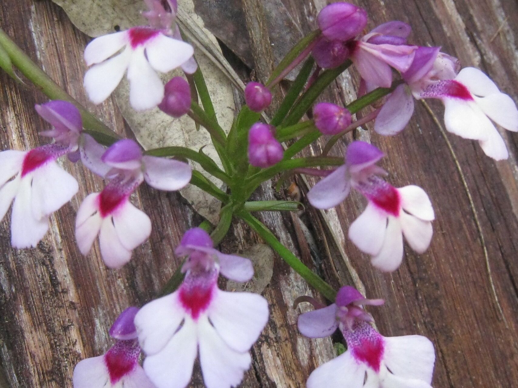 Cynorkis angustipetala — houseplant care guide