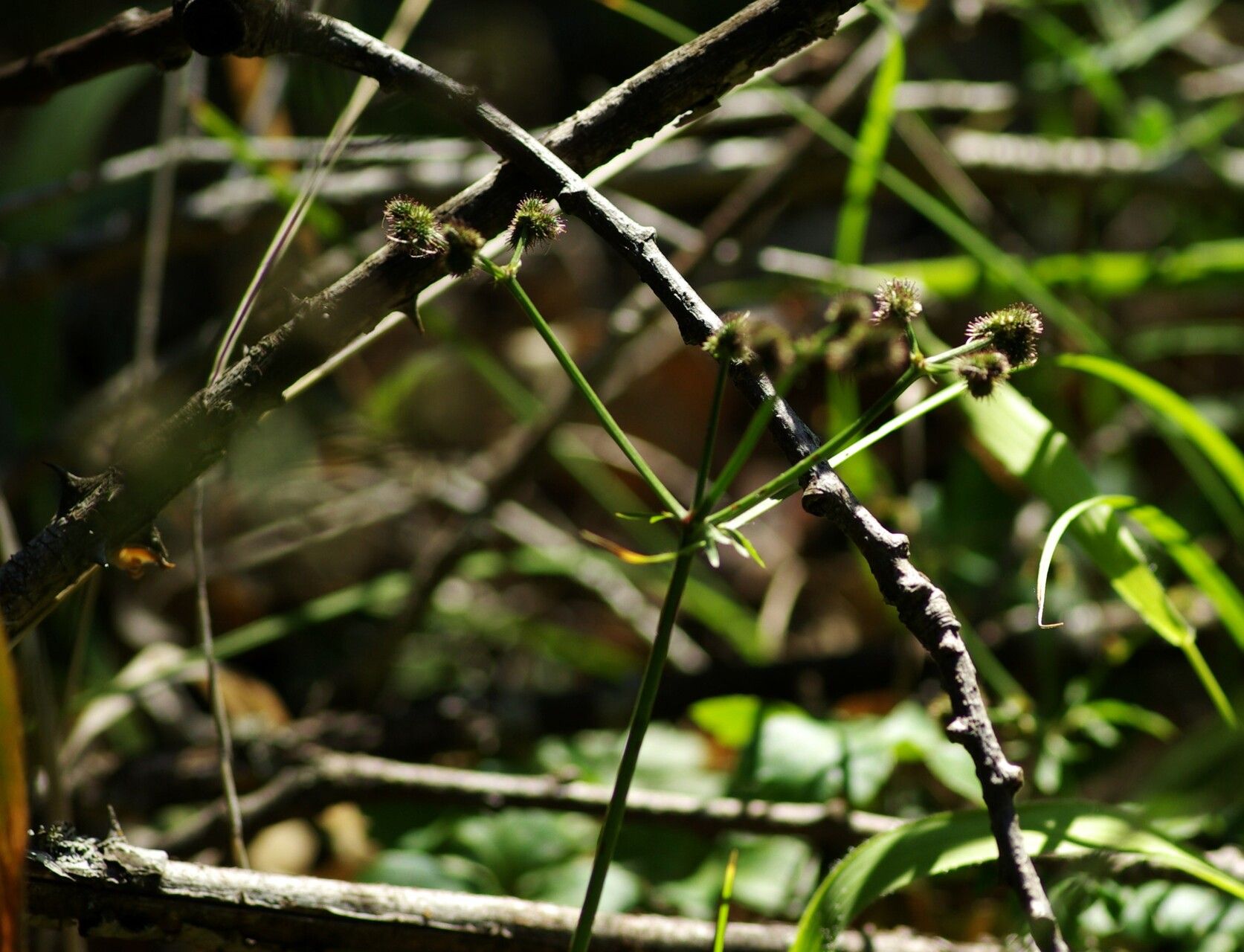 Sanicula europaea fruit