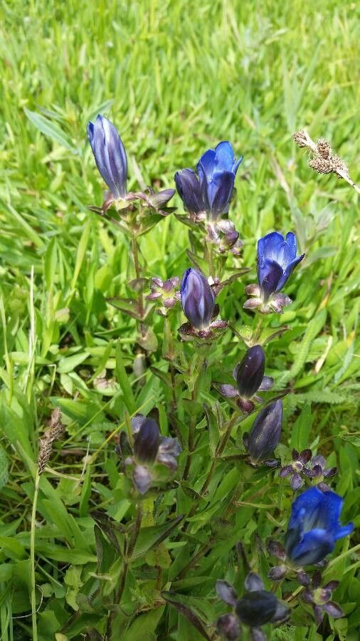 Gentiana calycosa flower