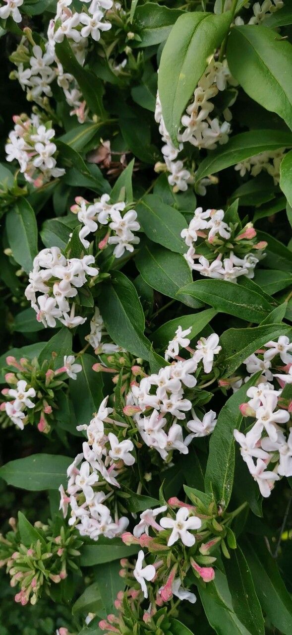 Abelia mosanensis flower