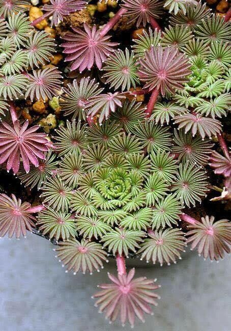 Oxalis palmifrons habit