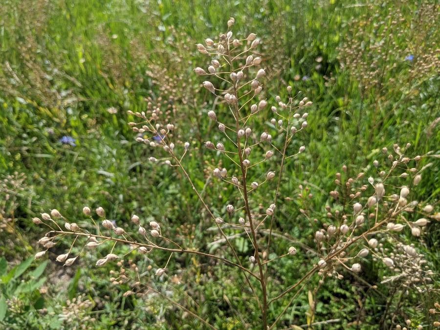Camelina microcarpa fruit