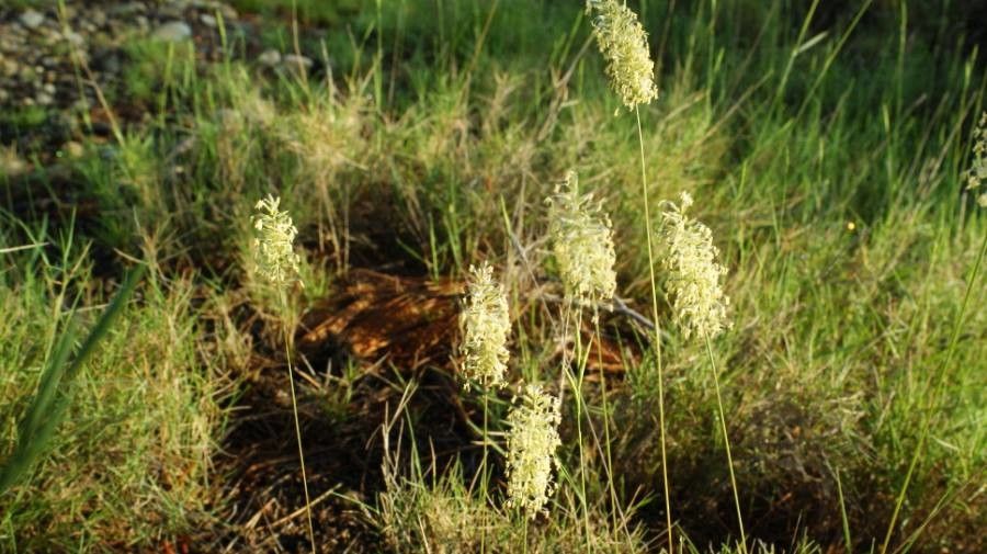 Koeleria albescens flower