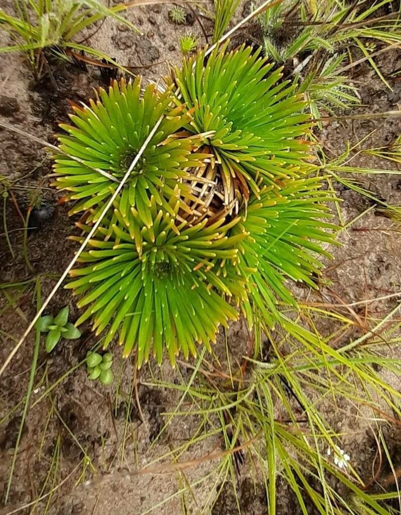 Xenophyllum crassum — related species from the same genus