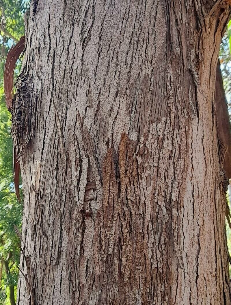 Eucalyptus pilularis bark