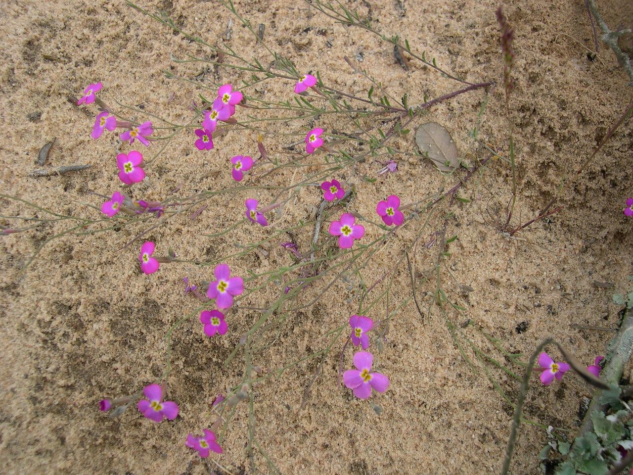 Malcolmia triloba leaf