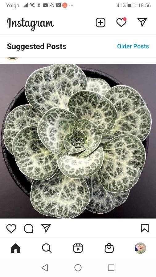 Bukiniczia cabulica — search result for 'Plumbaginaceae'