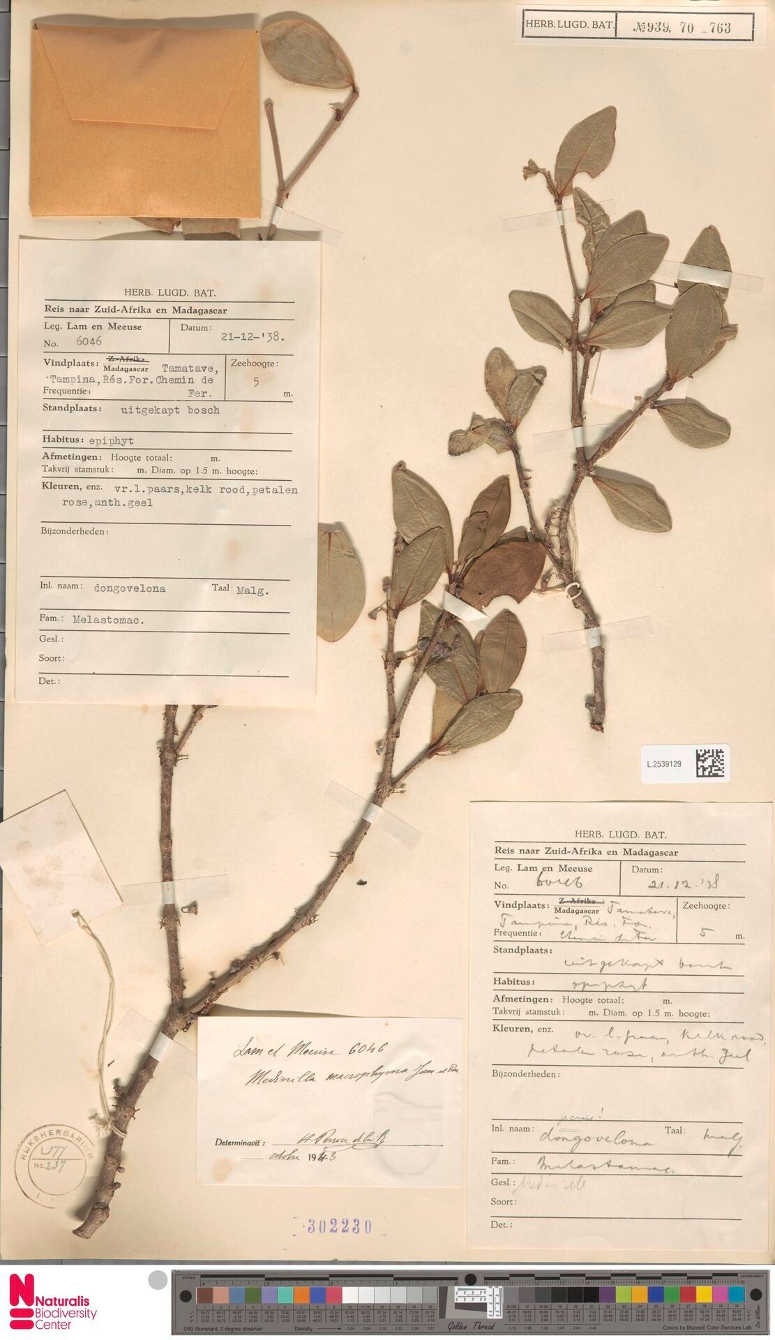 Medinilla macrophyma — search result for 'Medinilla'