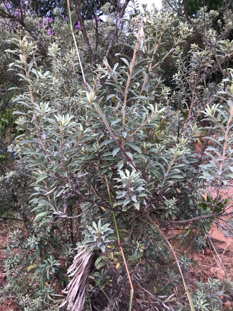 Helichrysum benthamii — houseplant care guide