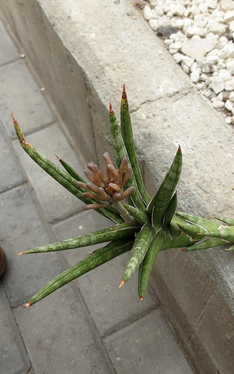 Dracaena francisii flower