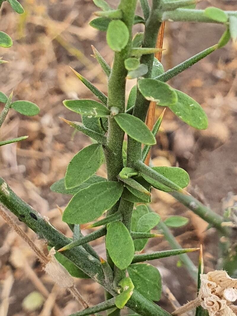 Balanites aegyptiaca leaf