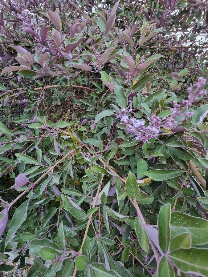 Vitex trifolia — search result for 'Verbenaceae'