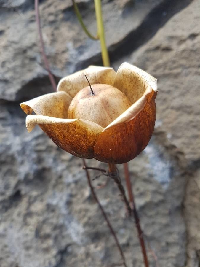 Merremia tuberosa fruit