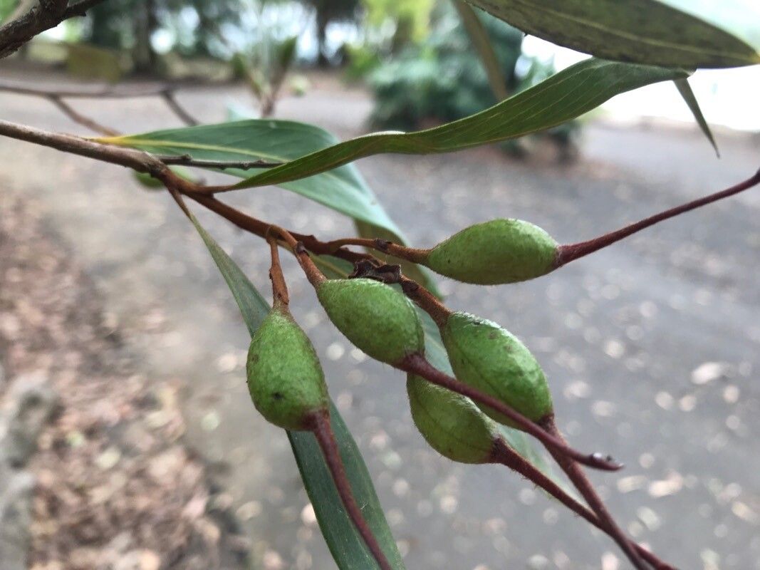 Grevillea venusta fruit