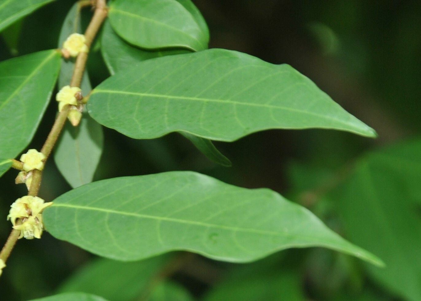 Bridelia cathartica leaf
