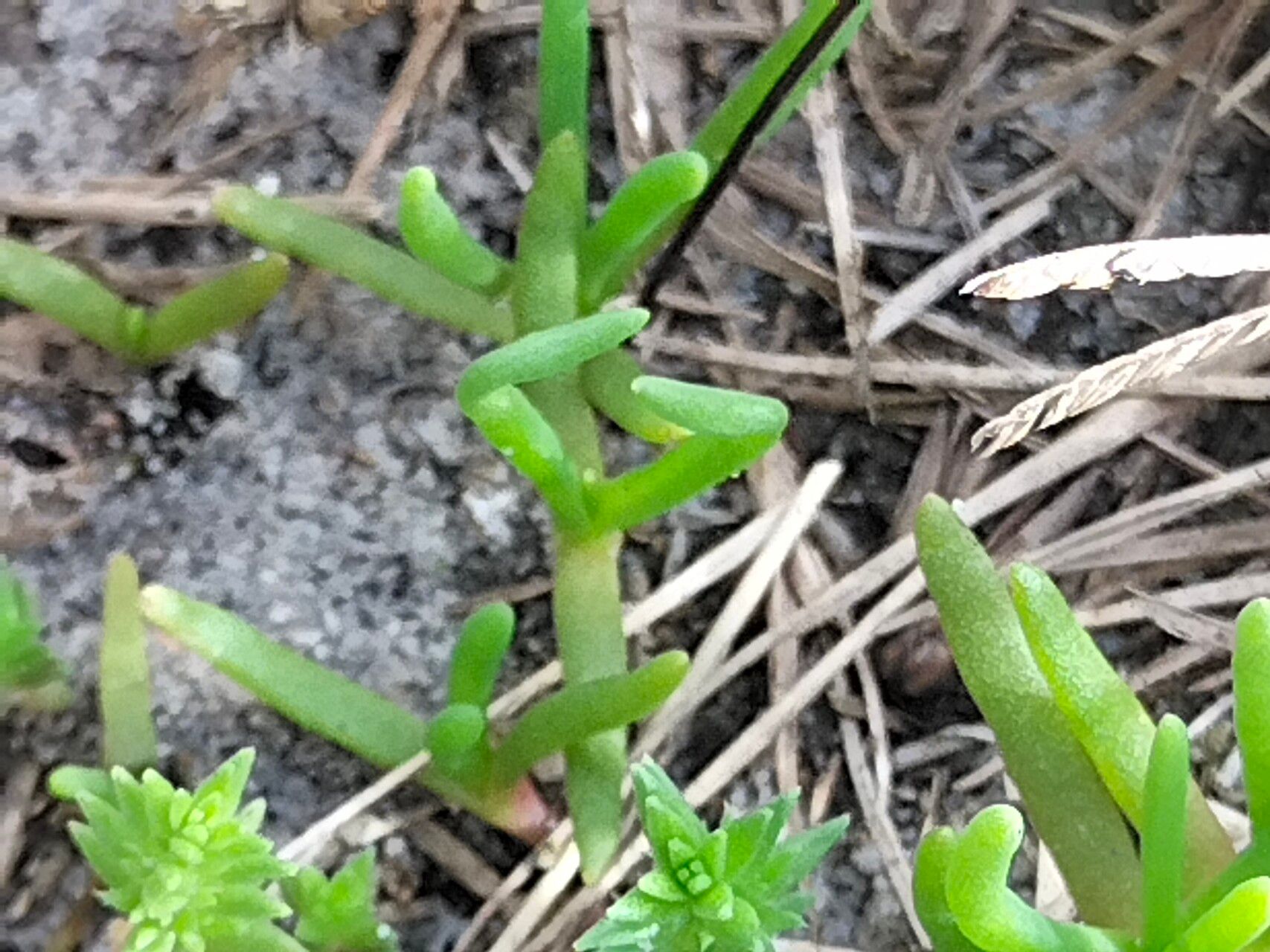 Disphyma crassifolium bark