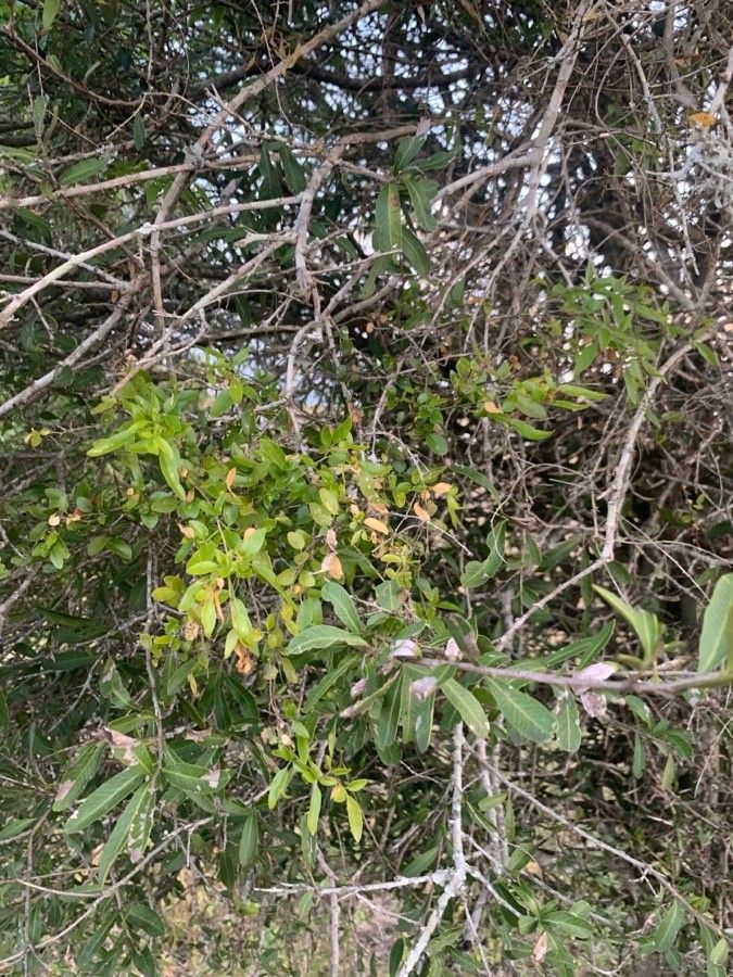 Alectryon diversifolius leaf