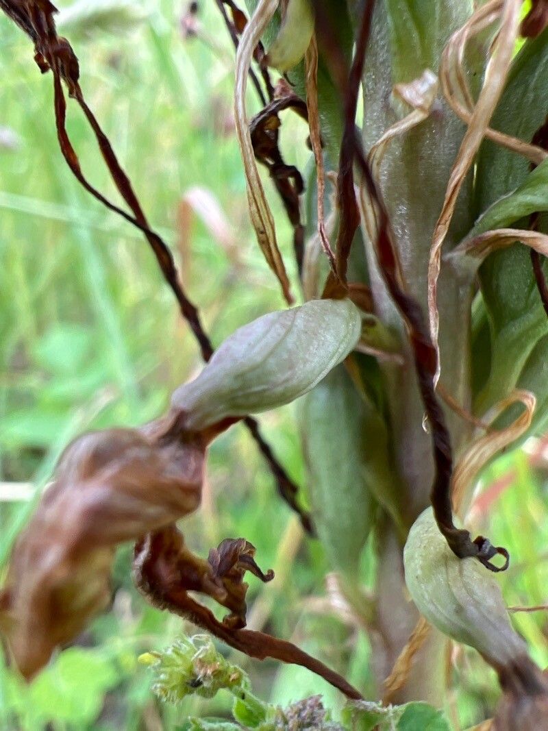 Himantoglossum hircinum fruit