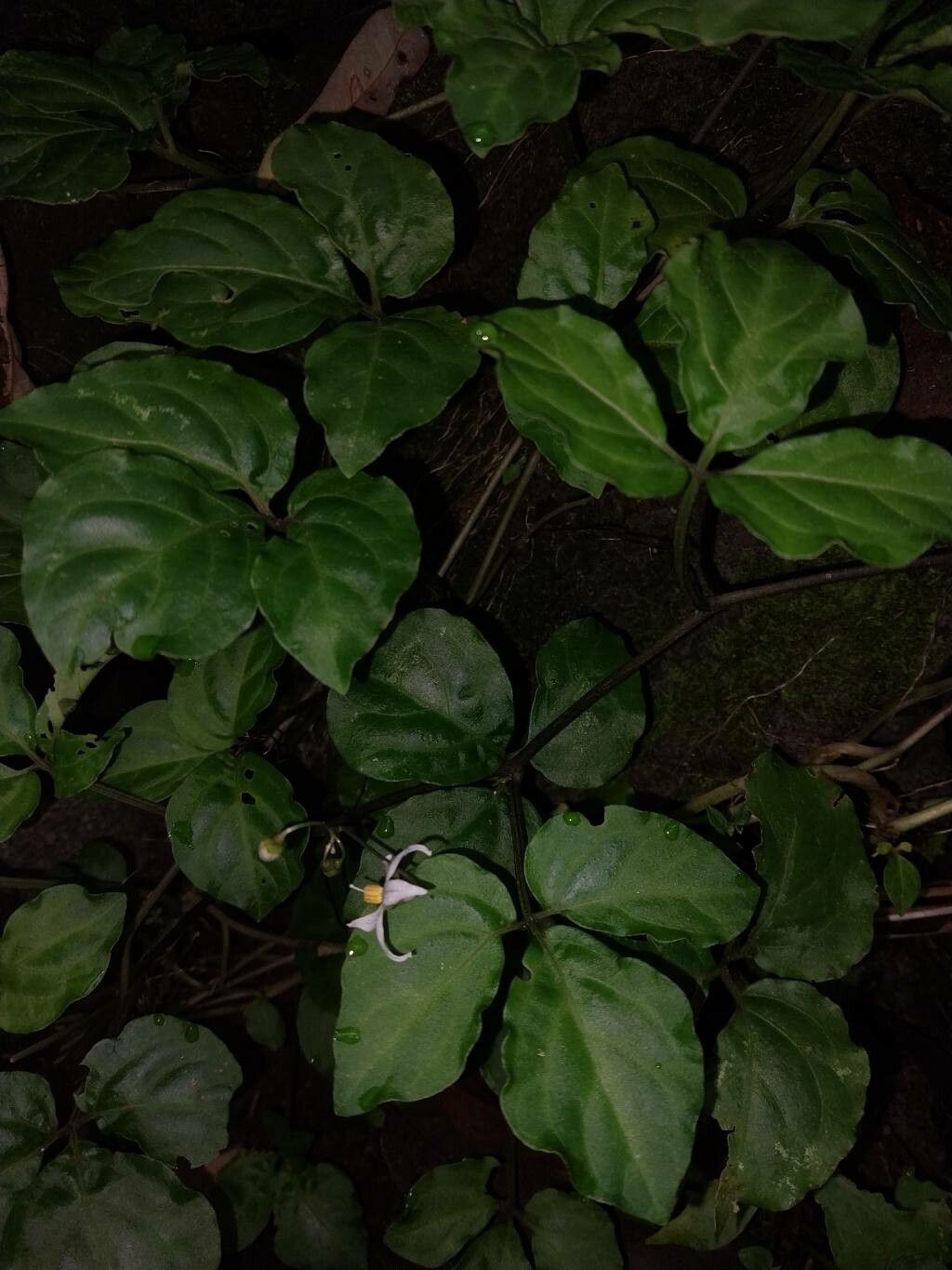 Solanum phaseoloides leaf