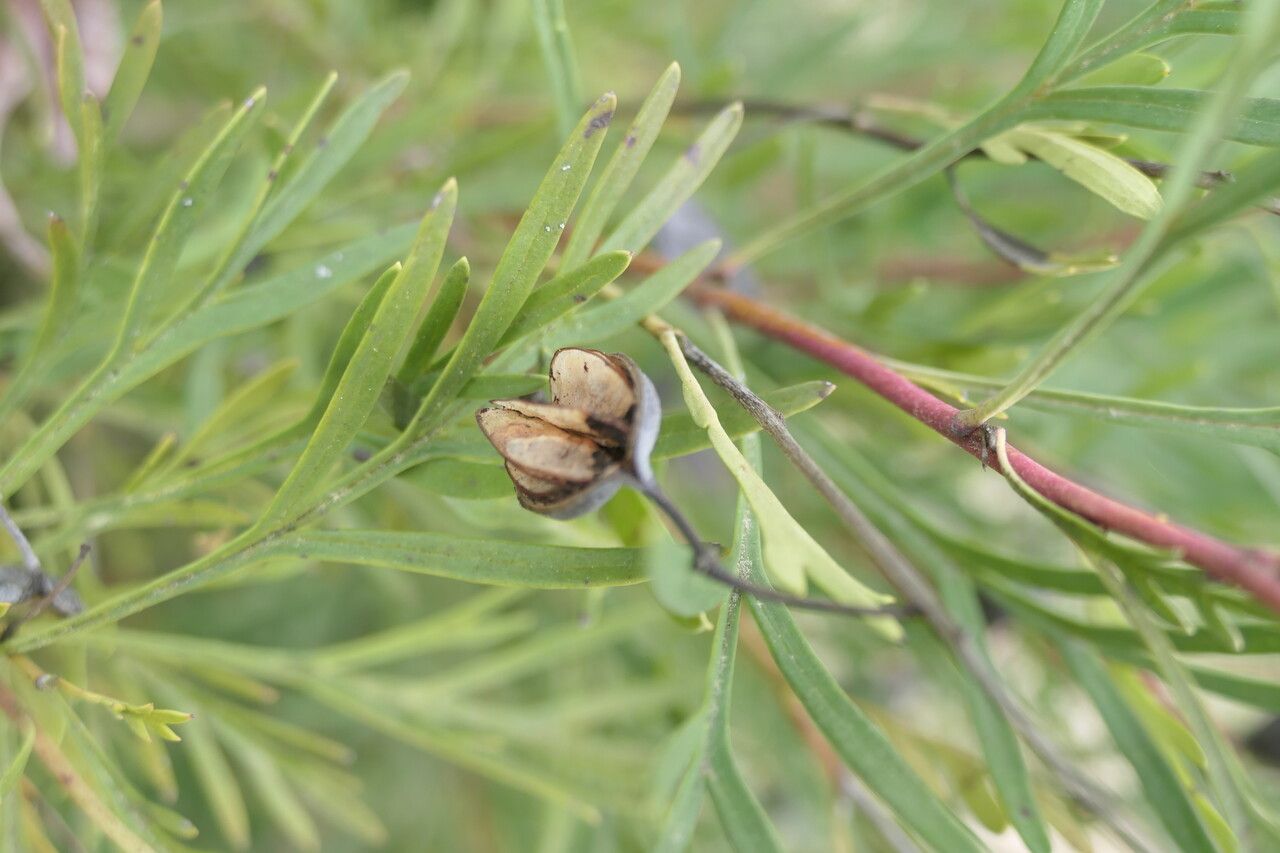 Lomatia tinctoria fruit