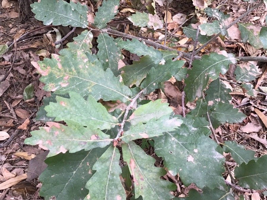 Quercus hartwissiana — search result for 'Bulgaria'