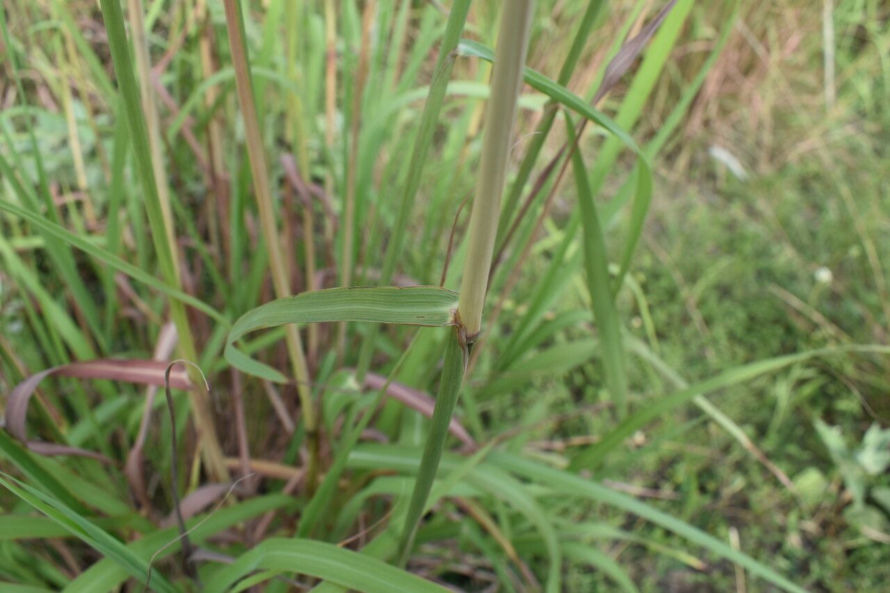 Bothriochloa laguroides leaf