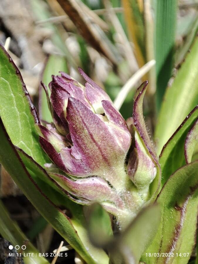 Valeriana pilosa flower
