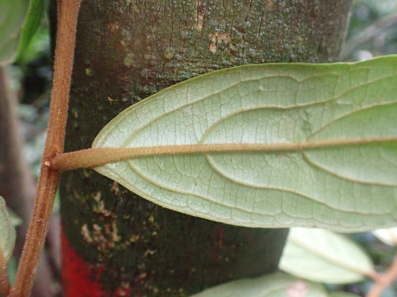 Drypetes laciniata leaf