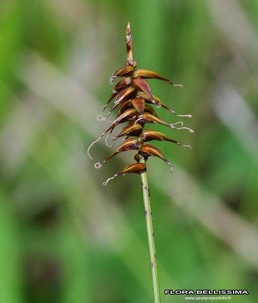 Carex davalliana fruit